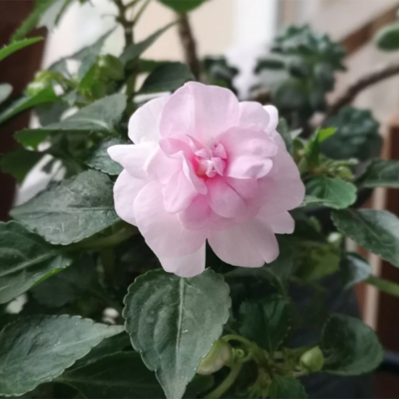 🥳Save 50% OFF💥 Balsaminaceae-Double-Blossom Impatiens💐