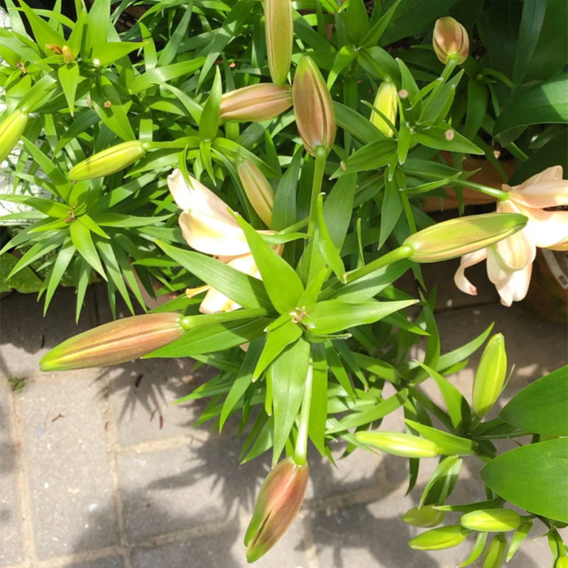 🛻 Salmon Star 🐅 Oriental Lily seeds-Non-GMO