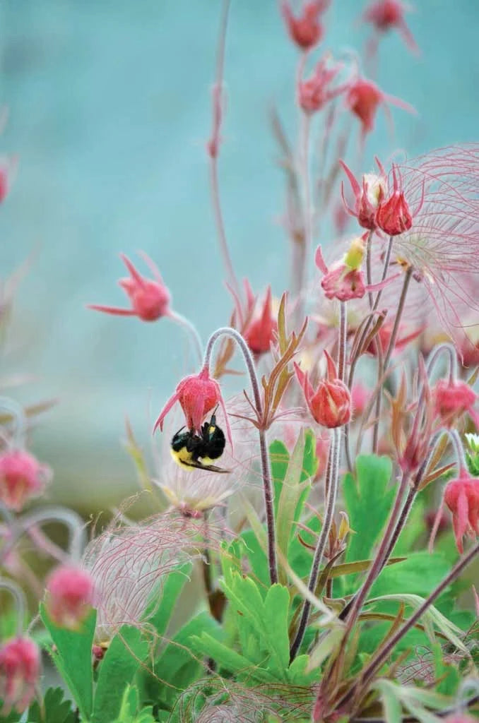 Wild Prairie Smoke Flower Seeds ~ Old Man's Beard ~ Geum Triflorum