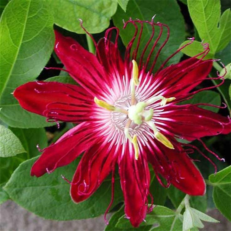 🚂Rare Passion 🏵️flower seeds-Non-GMO