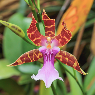 Rare Orchid Seed Flower Seeds