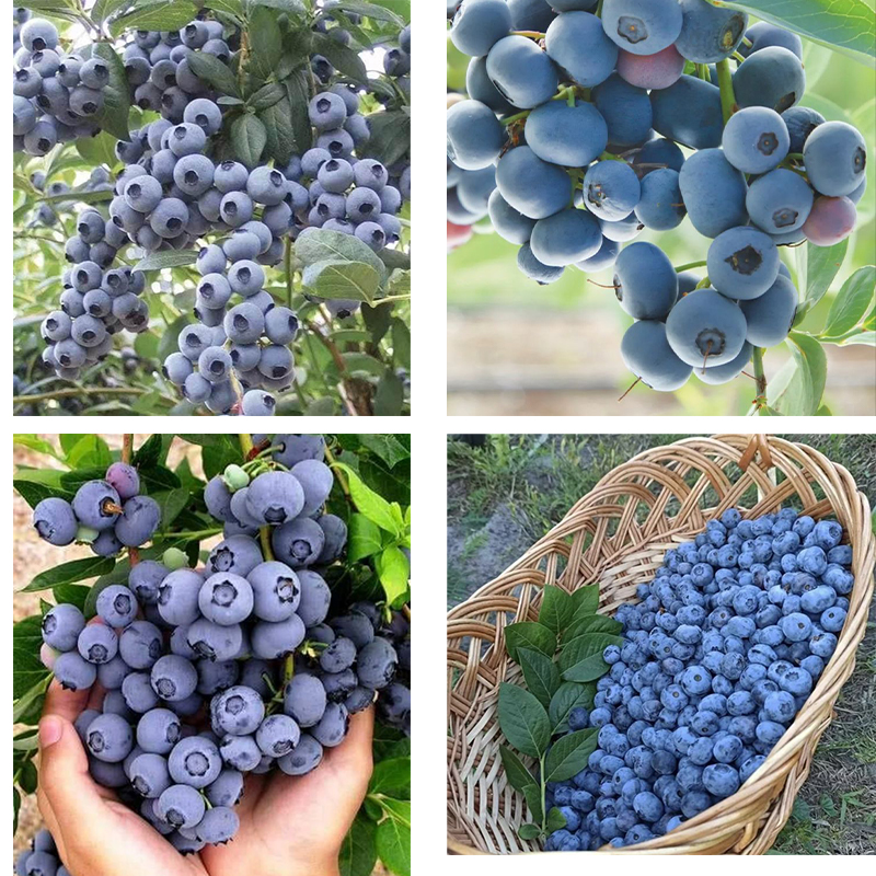 20Pcs Seeds Sweet High Bush Blueberry Tree Seeds