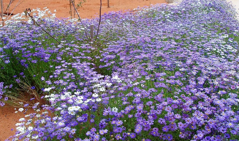 Splendour Blue Swan River Daisy