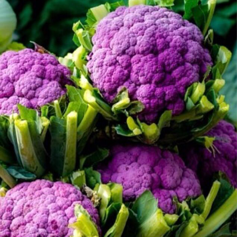Non-GMO Purple Cauliflower Seeds Graffiti F1