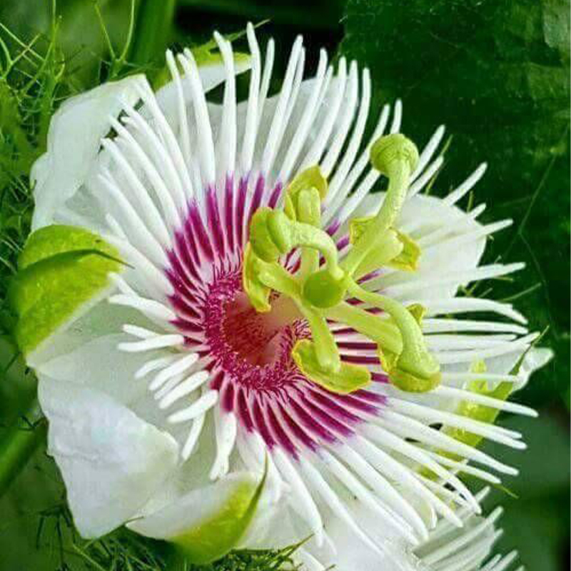 🚂Rare Passion 🏵️flower seeds-Non-GMO