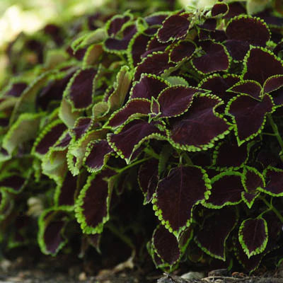 Coleus Chocolate Mint Seed