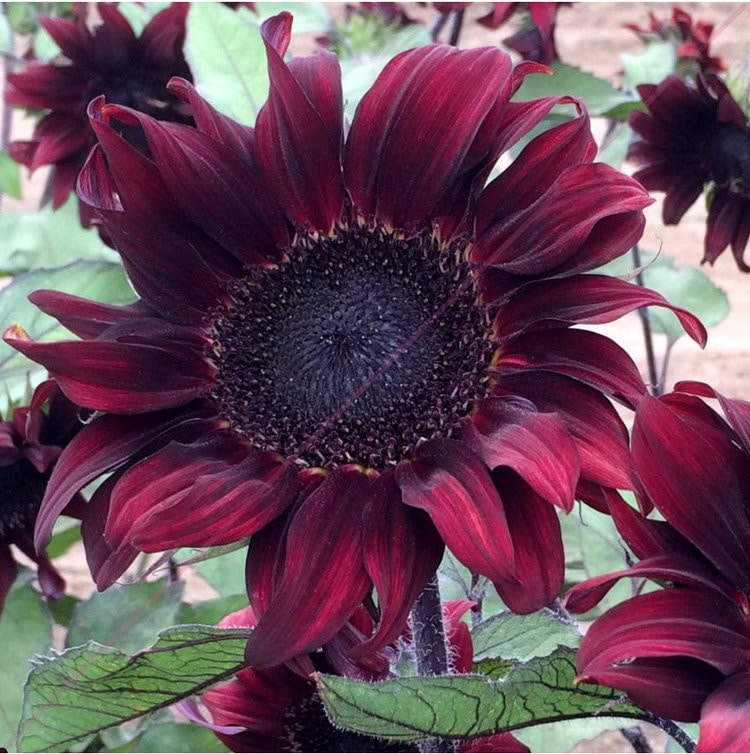 ❤️‍🔥Red Wave Hybrid Sunflower🌻Seeds❤️‍🔥