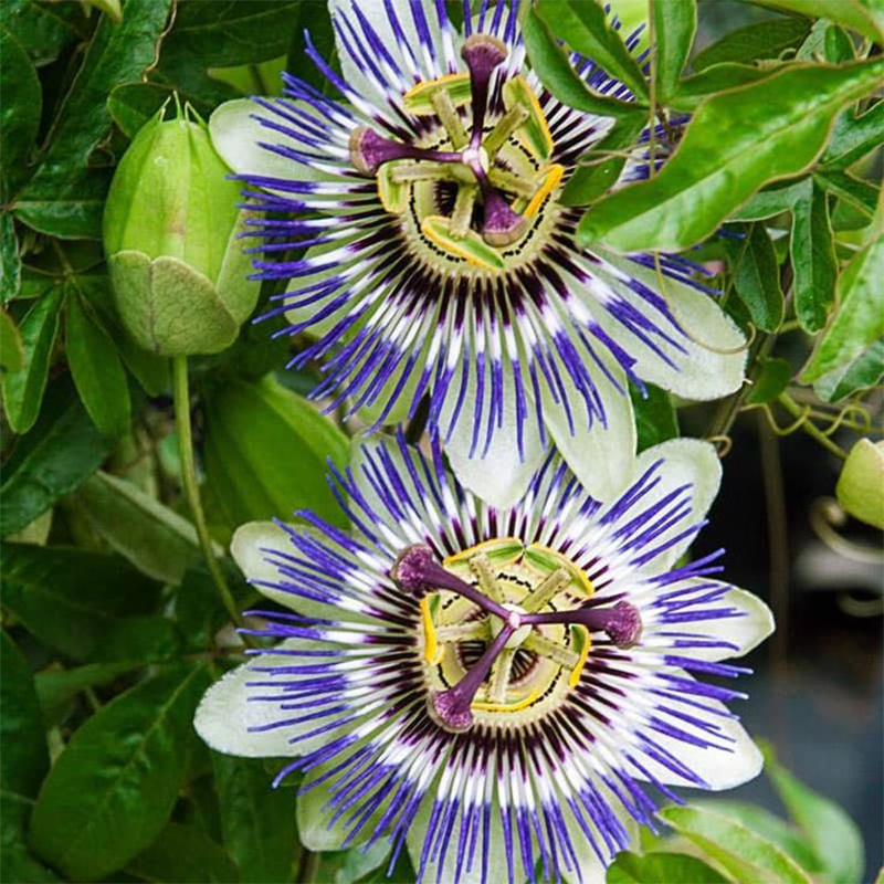 🚂Rare Passion 🏵️flower seeds-Non-GMO