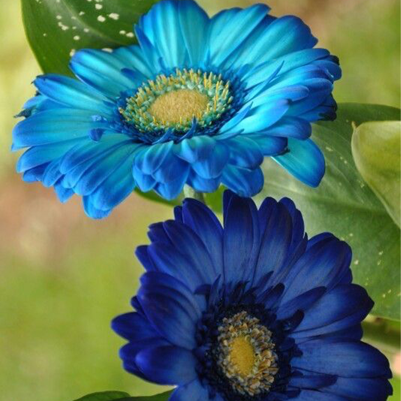 Bright Blue Sunflower Seeds