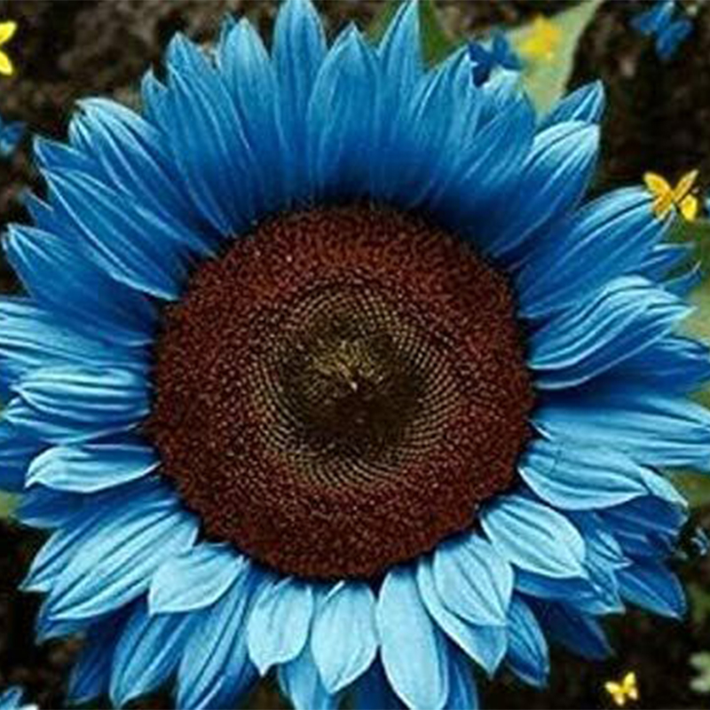 🌻Rare Color Mixes Sunflower Seeds