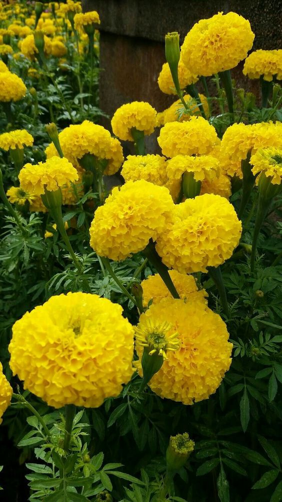 Marigold Seeds-Easily Mixed Colors for All Seasons