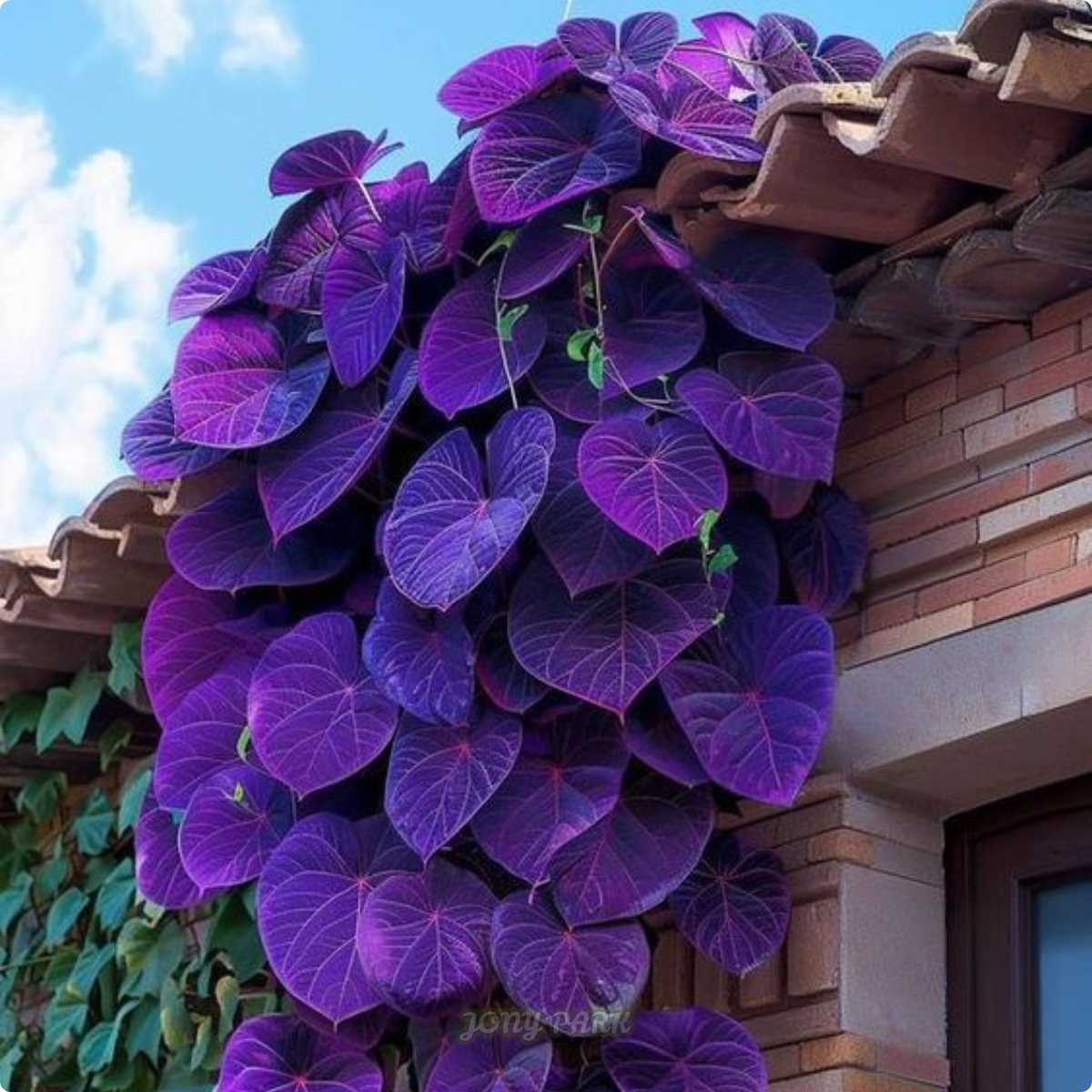 Purple Heart Vine