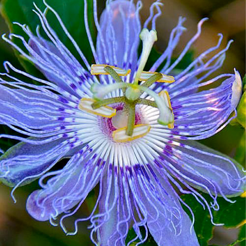 🚂Rare Passion 🏵️flower seeds-Non-GMO