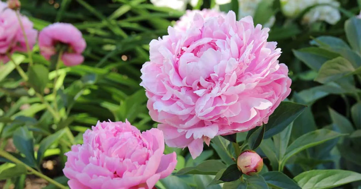 10Pcs Peony Flower Seeds, Attracts Bees and Butterflies, Honey Bee Flower