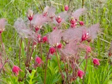 Wild Prairie Smoke Flower Seeds ~ Old Man's Beard ~ Geum Triflorum