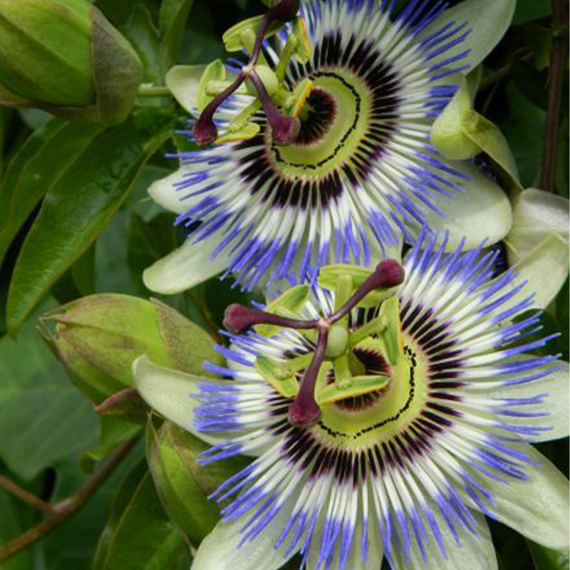 🚂Rare Passion 🏵️flower seeds-Non-GMO