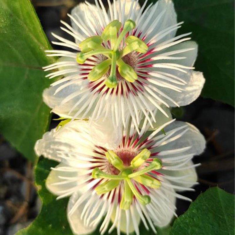 🚂Rare Passion 🏵️flower seeds-Non-GMO