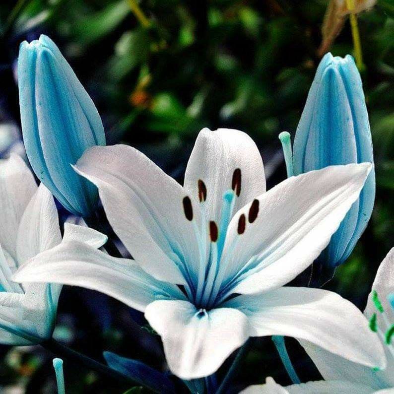 💐Rare Perfume Lily Seeds