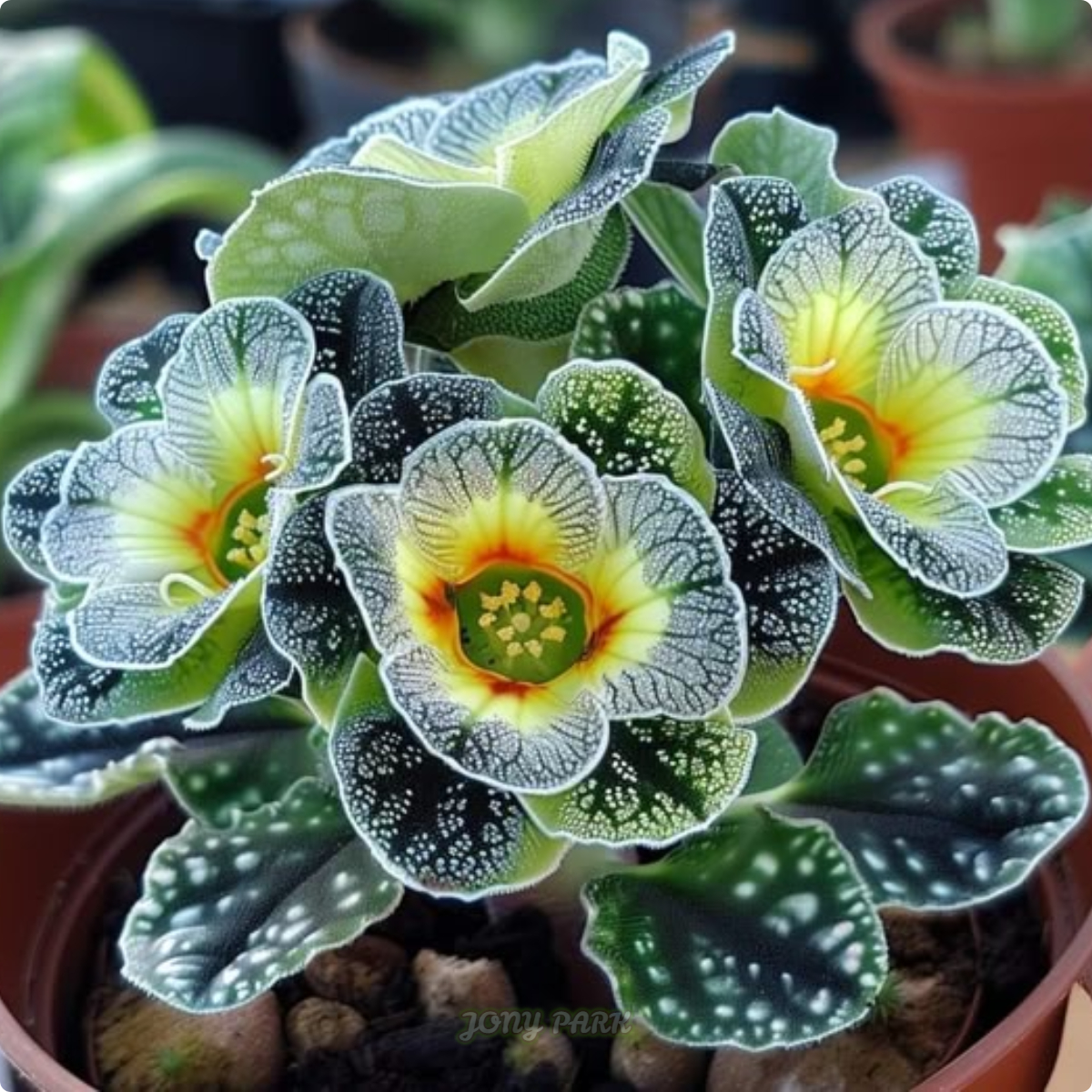 Electric Shine Begonia