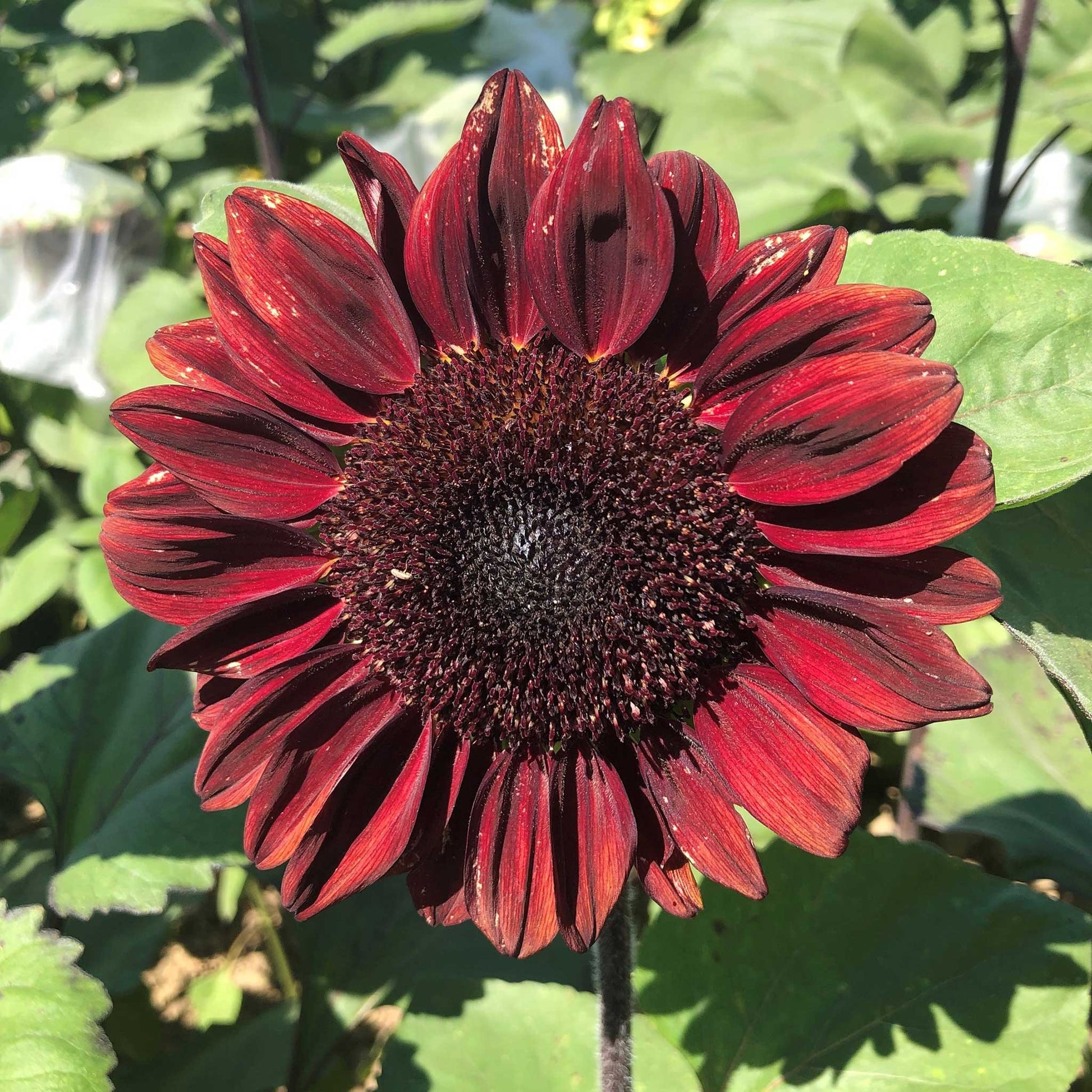 ❤️‍🔥Red Wave Hybrid Sunflower🌻Seeds❤️‍🔥