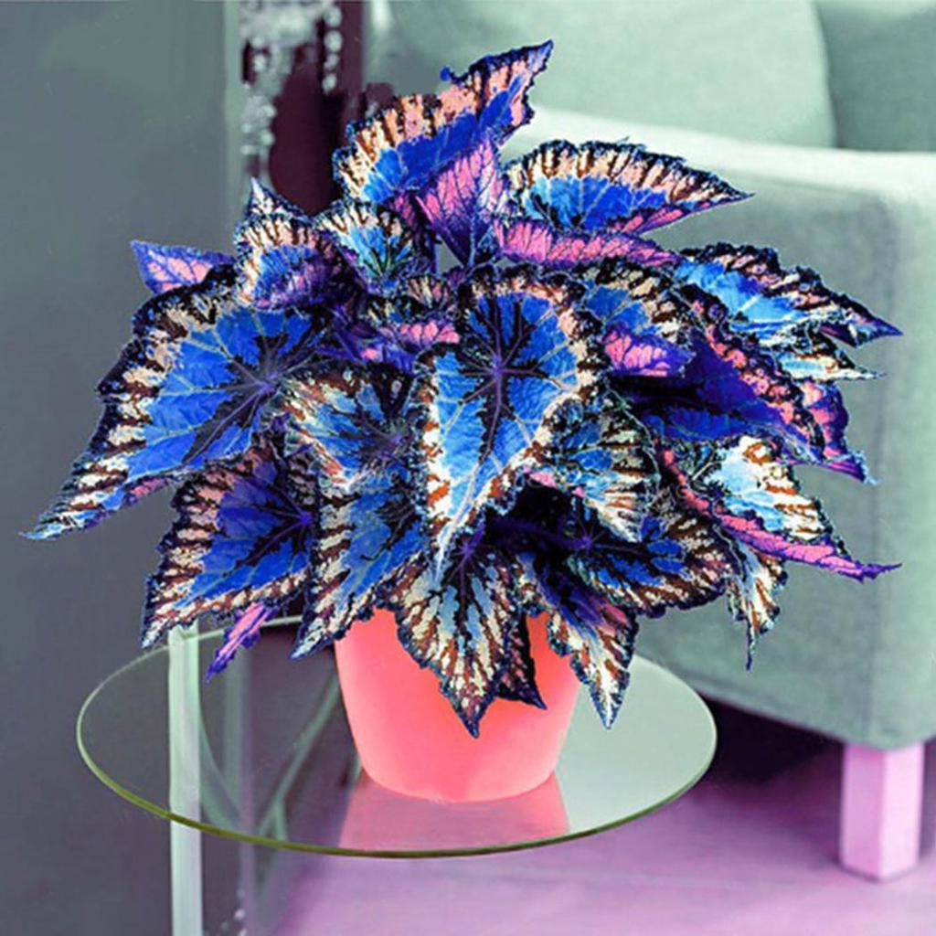 Colorful, The New Favorite In Gardening - Selected Coleus Seeds