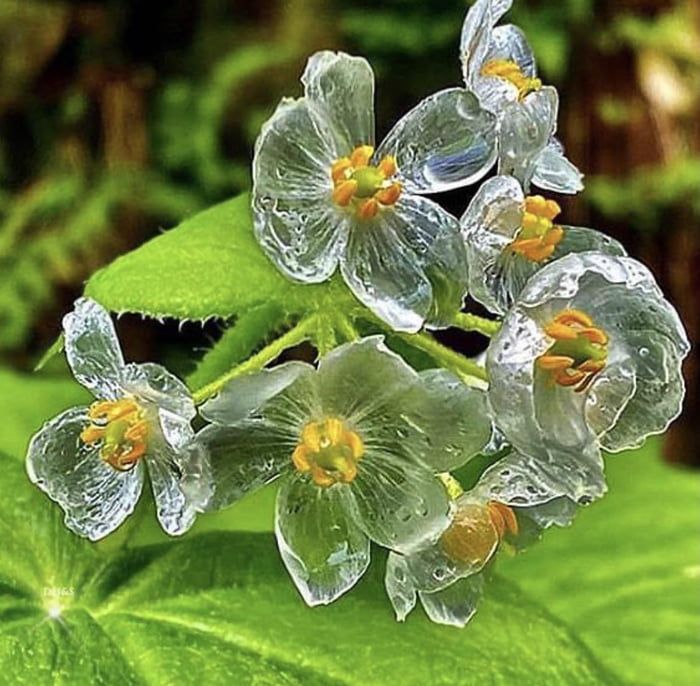 Skeleton Flower Seeds