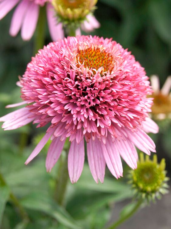 ❣️Organic Echinacea Purpurea-🟡Purple Coneflower Seeds