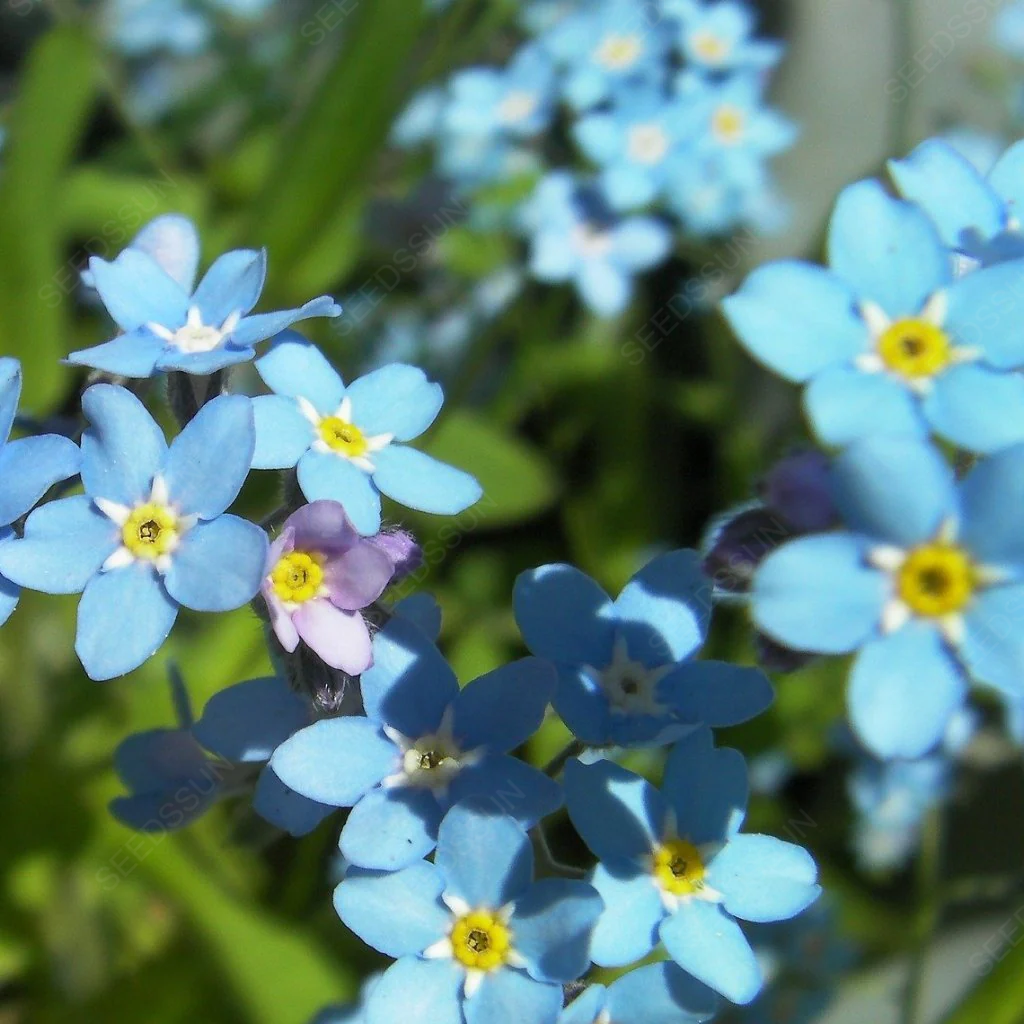Forget me not seeds easy to plant
