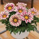 Pink With White Border