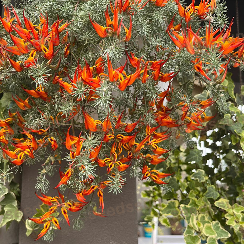 🦜Parrot's Beak Lotus Japonicus Seeds🌿