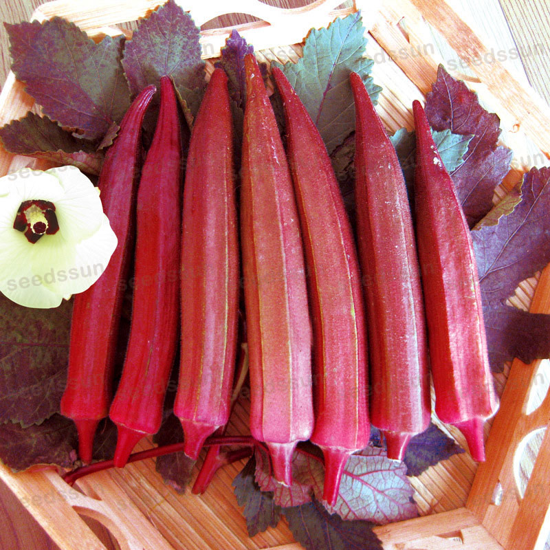 Lady Finger/ Okra Seed
