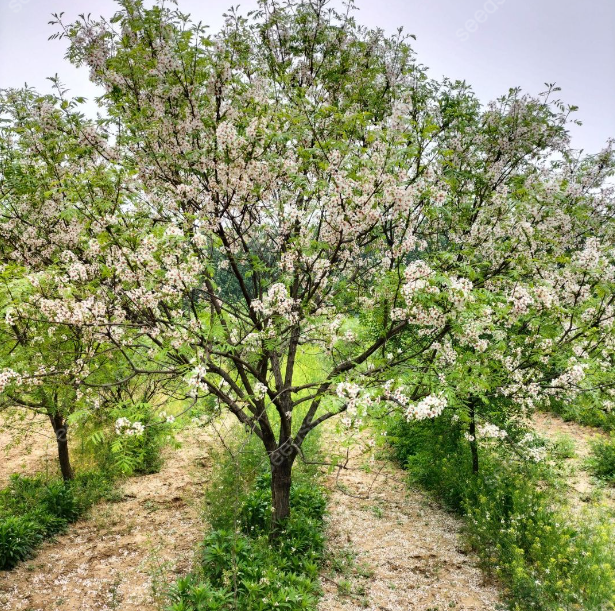 Xanthoceras Sorbifolium Bunge Seeds