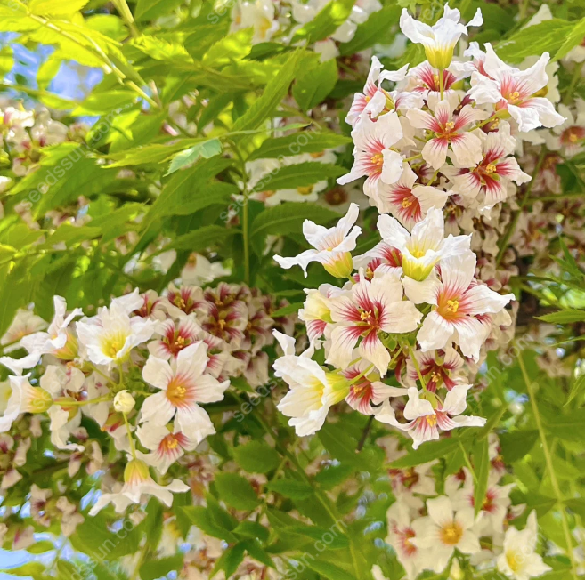 Xanthoceras Sorbifolium Bunge Seeds