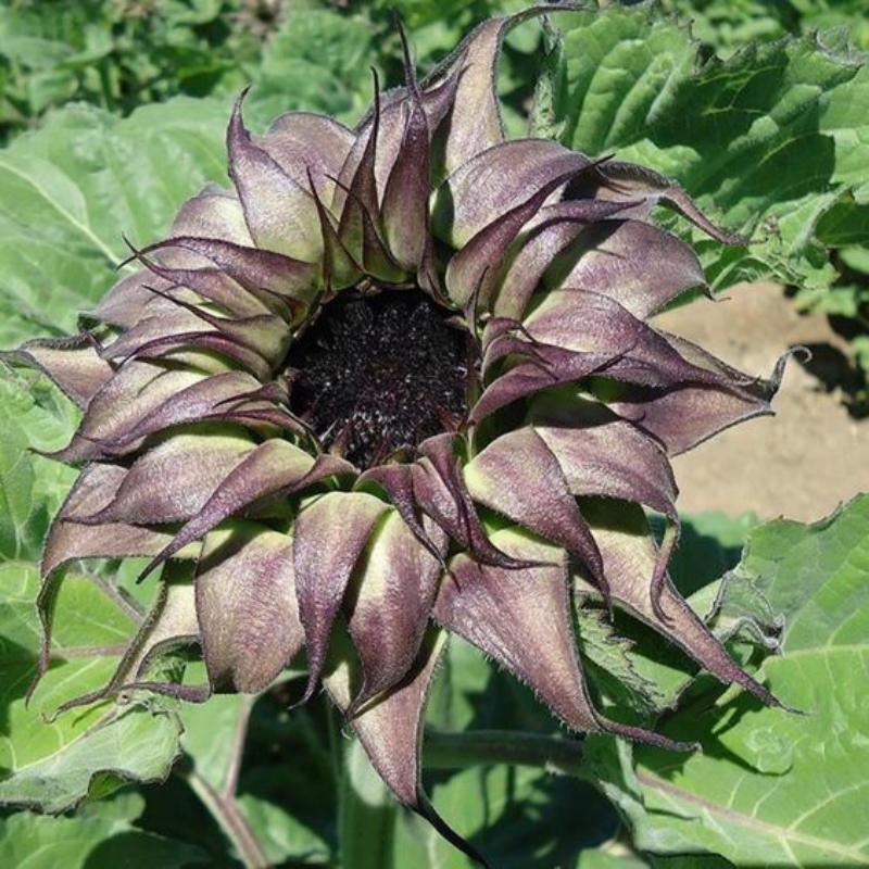 🌻Sunflower sun-fill Purple