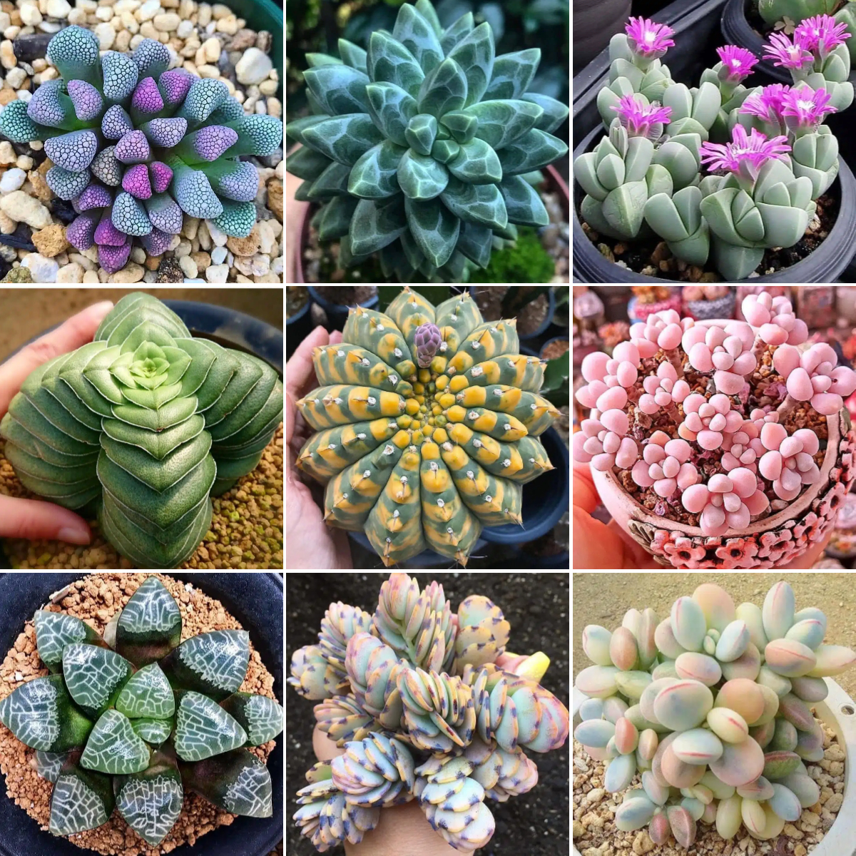 Rare Succulent Seeds