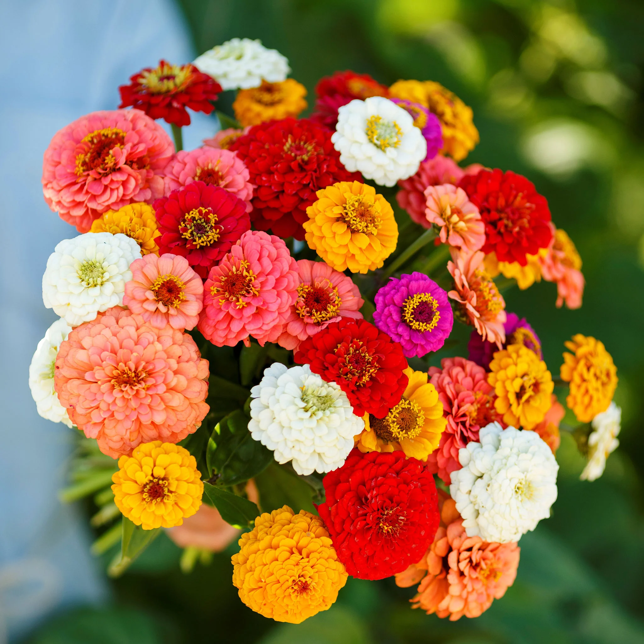 🌸Zinnia Flower Seeds Color Mixed