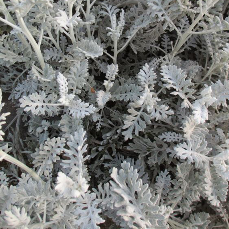 ❄️Flower - Cineraria Silver Dust
