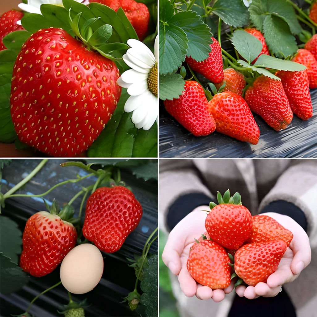 Giant Strawberry Seeds