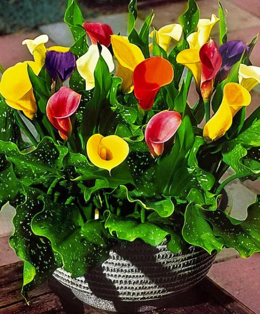 Calla Lily Bulbs Garden Balcony Potted Perennial Flower