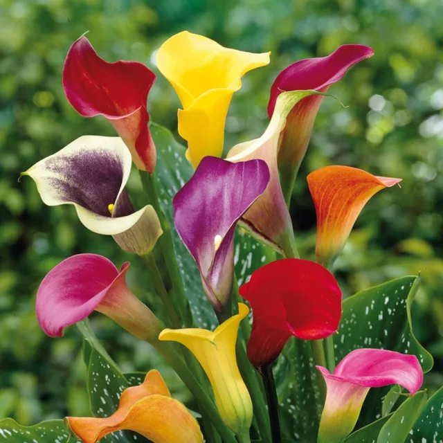 Calla Lily Bulbs Garden Balcony Potted Perennial Flower