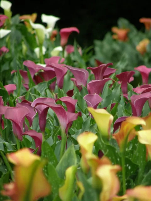 Calla Lily Bulbs Garden Balcony Potted Perennial Flower