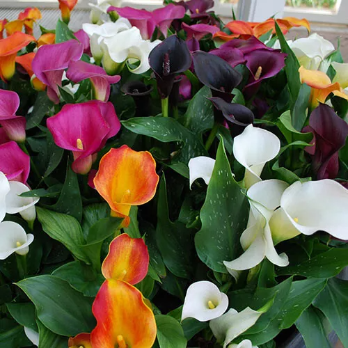 Calla Lily Bulbs Garden Balcony Potted Perennial Flower
