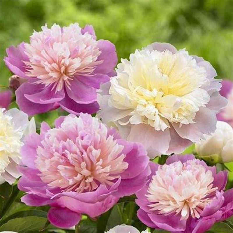 10Pcs Chinese Peony Flower Seeds Perennial Paeonia Suffruticosa Bonsai Plants Home Garden