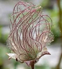 Wild Prairie Smoke Flower Seeds ~ Old Man's Beard ~ Geum Triflorum