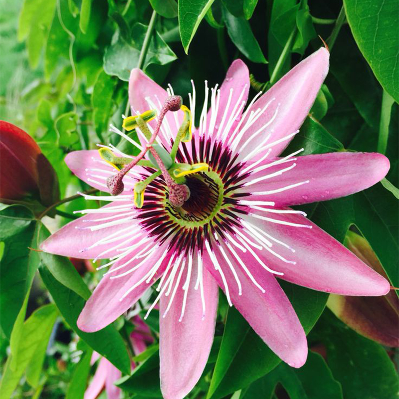 🚂Rare Passion 🏵️flower seeds-Non-GMO