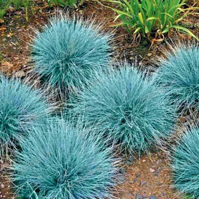 Blue Fescue Seeds