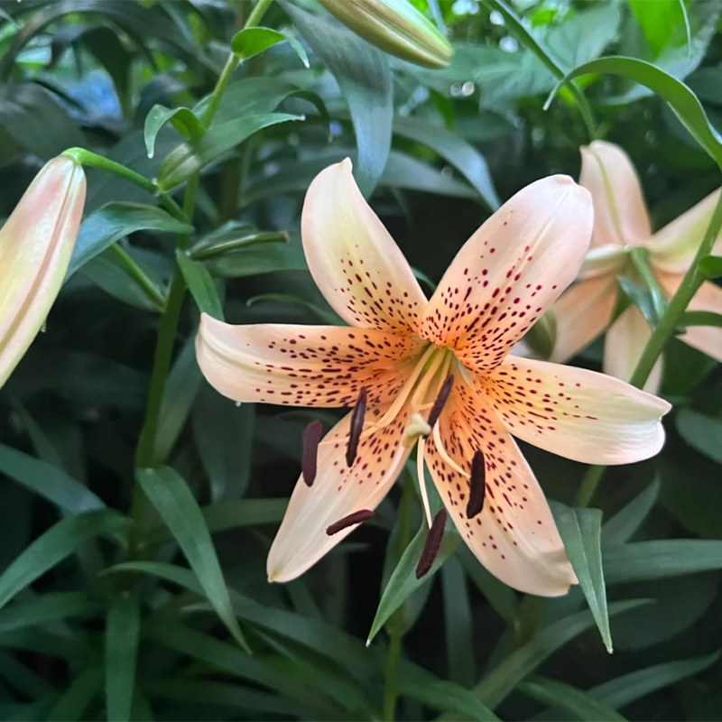 🛻 Salmon Star 🐅 Oriental Lily seeds-Non-GMO