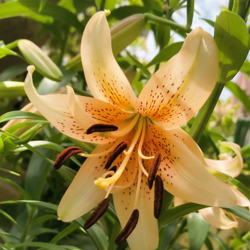 🛻 Salmon Star 🐅 Oriental Lily seeds-Non-GMO