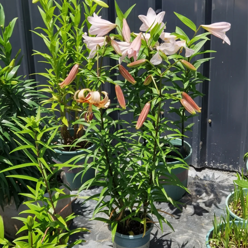 🛻 Salmon Star 🐅 Oriental Lily seeds-Non-GMO