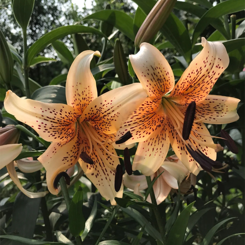 🛻 Salmon Star 🐅 Oriental Lily seeds-Non-GMO